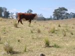 Hunter Valley