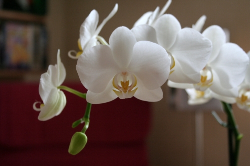 Fleurs d'Orchidée