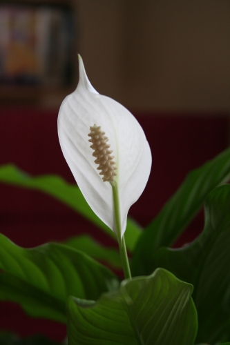 Fleur de Spathiphyllum
