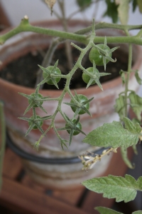 grappe de tomates cerises