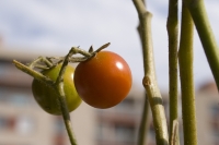 tomate cerise