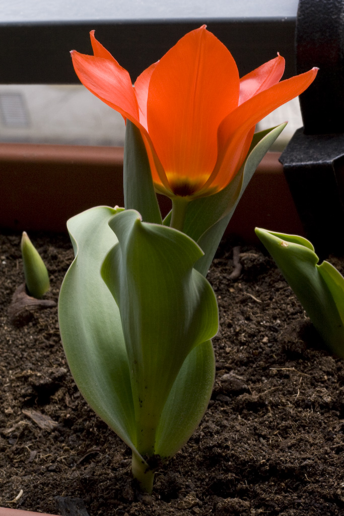 Tulipe rouge