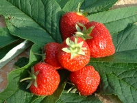 fraises