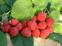 framboises