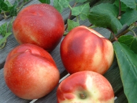 Nectarines   