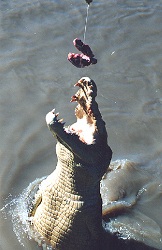 Saut de crocodile