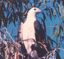 Aigle de mer