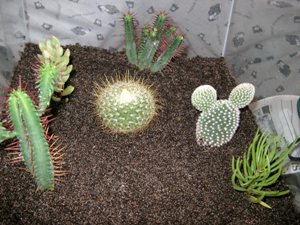 Cactus