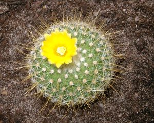  Cactus en fleur
